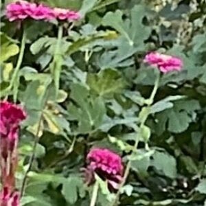 Seeds for 4ft Tall stemmed bright orange or pink Zinnias - Annual